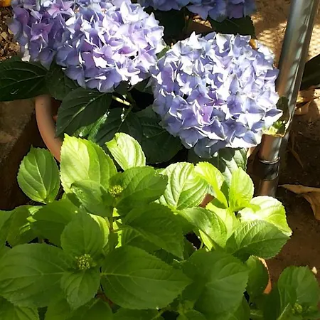 Koval Apartment Orebić